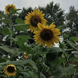 Meet your Posher, Regina